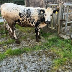 Breeding heifer