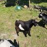 2 Pygmy bucks Image 4