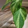Epipremnum Aureum Marble Queen big leaves Image 2