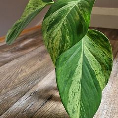 Epipremnum Aureum Marble Queen big leaves