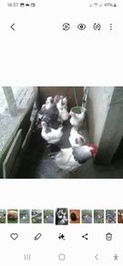 Point of lay pullets/hens