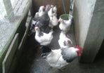 Point of lay pullets/hens
