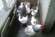 Point of lay pullets/hens