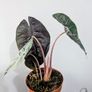 Alocasia Pink Dragon Plant Image 3