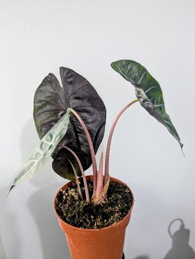 Alocasia Pink Dragon Plant