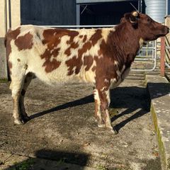 Coloured Shorthorn First Calver