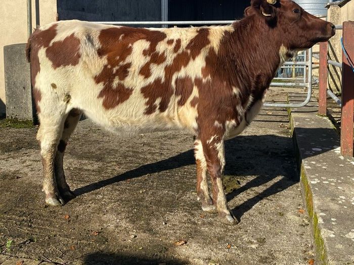 Coloured Shorthorn First Calver