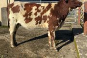 Coloured Shorthorn First Calver