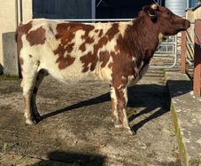 Coloured Shorthorn First Calver