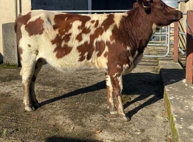 Coloured Shorthorn First Calver