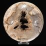 Polished Petrified Wood Geode Sphere (Diameter 10.2cm) - Wood, Woden Stand Image 2