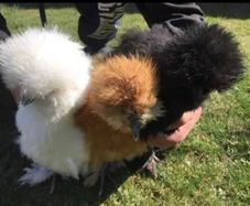 Silkie Hatching Eggs