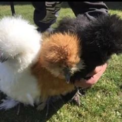 Silkie Hatching Eggs