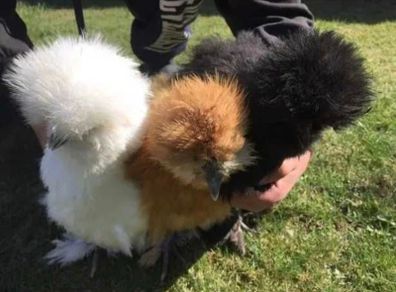 Silkie Hatching Eggs