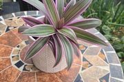 Tradescantia Spathcea plant
