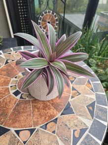 Tradescantia Spathcea plant