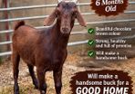 6 month old Buck Goat for Sale