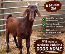 6 month old Buck Goat for Sale