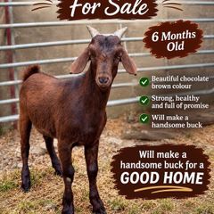 6 month old Buck Goat for Sale