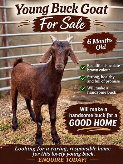 6 month old Buck Goat for Sale