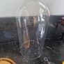 cloche display butterflies Image 8