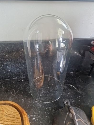 cloche display butterflies