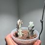 Rare Euphorbia white ghost on sale Image 2