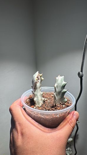 Rare Euphorbia white ghost on sale