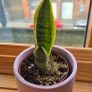 3 Snake Plants (Sansevieria trifasciata) Image 4