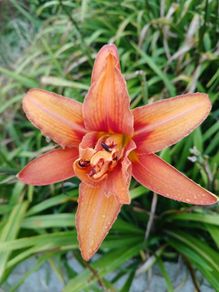 Day Lily tubers