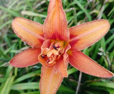 Day Lily tubers