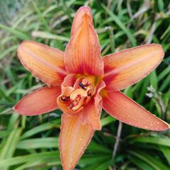 Day Lily tubers
