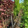 Laurel hedging Image 2