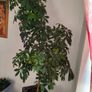 plant umbrella tree 150cm Image 3