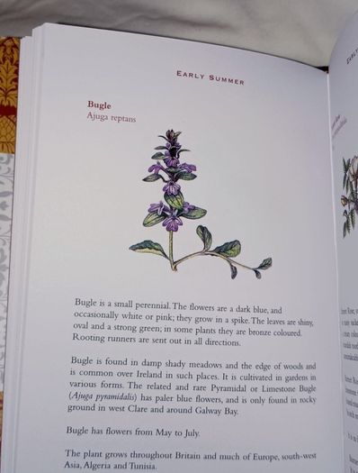 Ireland's Flora and Fauna Appletree Deluxe Editions Trees and Shrubs Wild Flowers Birds a beautiful collection of three books with lovely illustrations in excellent condition with no issues FREE STANDARD POSTAGE INCLUDED