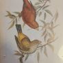 Lithograph Prints  x 2 By J Goulde & H C Richter. Walter Imp  I'll. Image 2