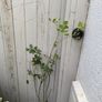 garden plants Image 4