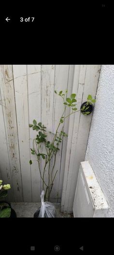 garden plants
