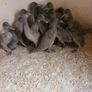 Kakie cambell ducklings Image 2