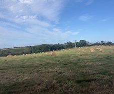 Quality Hay