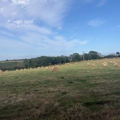 Quality Hay