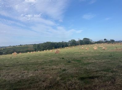 Quality Hay