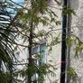 Free tree Image 2