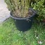 Large Bamboo Plants Image 2