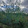 Bare rooted trees Image 5