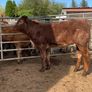 4 star shorthorn heifer Image 4