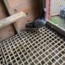 High flyer pigeon & Racer pigeon Image 8
