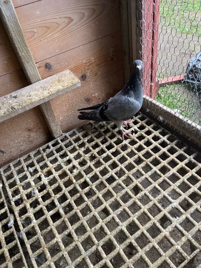 High flyer pigeon & Racer pigeon