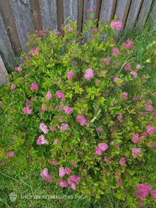 Bush