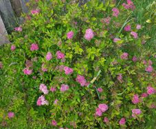 Bush